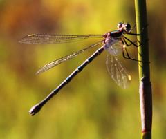 Chlorolestes conspicuus