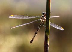 Chlorolestes conspicuus