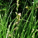 Carex divulsa - Photo (c) Wildlife in a Dorset garden. Thanks for 100,000 views, μερικά δικαιώματα διατηρούνται (CC BY-NC-SA)
