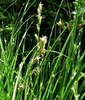 Grey Sedge - Photo (c) Wildlife in a Dorset garden. Thanks for 100,000 views, some rights reserved (CC BY-NC-SA)