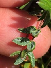 Oxytropis scammaniana