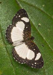 Janatella leucodesma