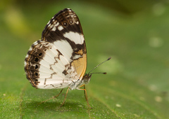 Janatella leucodesma
