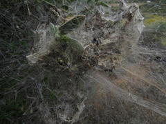 Stegodyphus dumicola