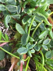 Oxytropis scammaniana