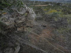 Stegodyphus dumicola