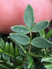 Oxytropis scammaniana