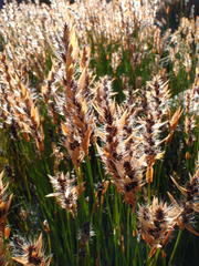 Askidiosperma nitidum