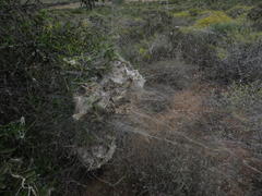 Stegodyphus dumicola