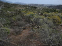 Stegodyphus dumicola