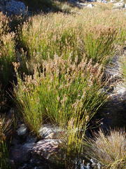 Askidiosperma nitidum