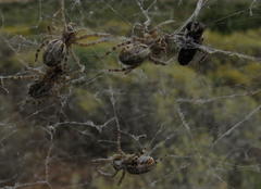 Stegodyphus dumicola