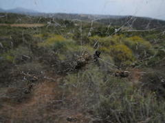 Stegodyphus dumicola