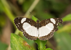 Janatella leucodesma