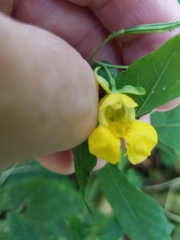 Impatiens pallida