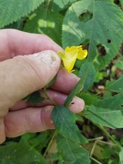 Impatiens pallida