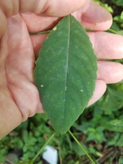 Impatiens pallida