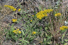 Solidago nemoralis decemflora