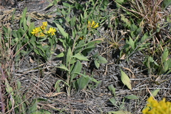 Solidago nemoralis decemflora