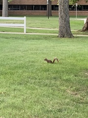 Sciurus carolinensis
