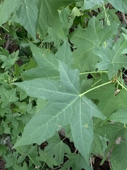 Liquidambar styraciflua