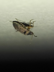 Elasmolomus squalidus