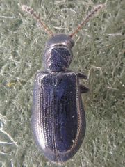 Sphaeriestes