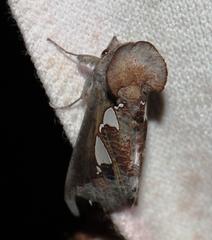 Antiophlebia bracteata