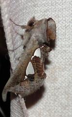 Antiophlebia bracteata