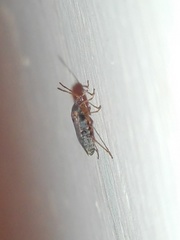 Elasmolomus squalidus