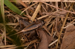 Loxoblemmus equestris