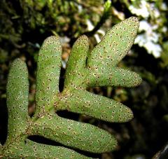 Pleopeltis ecklonii image
