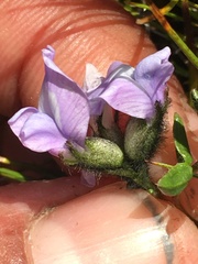 Oxytropis scammaniana