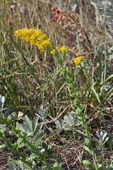 Solidago nemoralis decemflora