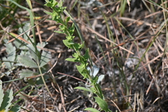 Solidago nemoralis decemflora