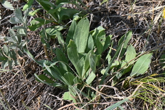Solidago nemoralis decemflora