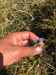 Oxytropis scammaniana