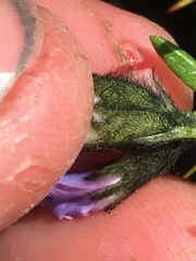 Oxytropis scammaniana