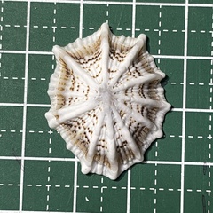 Siphonaria laciniosa