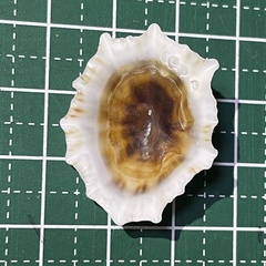 Siphonaria laciniosa