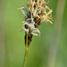 Carex divisa - Photo (c) David GENOUD, algunos derechos reservados (CC BY-NC-SA)