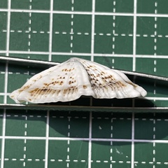 Siphonaria laciniosa