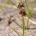 Carex maritima - Photo (c) Tab Tannery,  זכויות יוצרים חלקיות (CC BY-NC-SA)