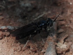 Hermetia illucens