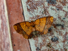 Periclina