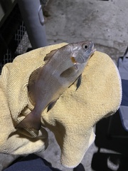 Cheilotrema saturnum