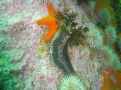 Pentacta doliolum