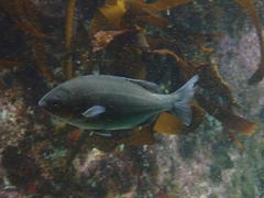 Pachymetopon blochii