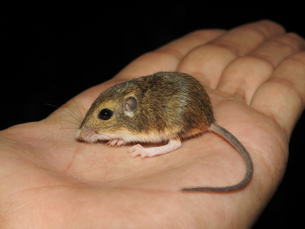 Merriam's Pocket Mouse