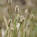 Carex dioica - Photo (c) Sam Thomas, algunos derechos reservados (CC BY-NC-SA)